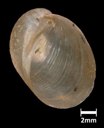Media type: image;   Malacology 169114 Aspect: apertural